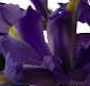 Buchet irisi